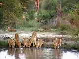 برنامه طبیعت و حیات وحش - شیرهای سابی سند