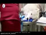 دندانپزشکی حیوانات-وین/ اتریش
