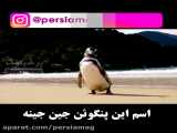 با معرفت ترین پنگوئن دنیا
