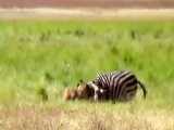 راز بقا - شکار گورخر توسط شیر درنده - Lion Hunting Zebra