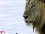 راز بقا - نبرد مرگبار حیوانات - Lion Protect From Crocodile Impala