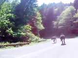 تصادف شدید اسب و ماشین در جاده جنگلی