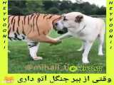کلیپ جدید حیوانات2