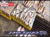 قیمت‌ ماهی ازون برون و آزاد دریای خزر صید قاچاق چند است؟ 