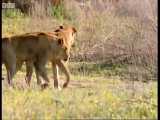 شکار بوفالو توسط شیرهای وحشی گرسنه - Wild Lions Swim in a Hunt for Buffalo