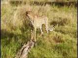 آموزش چیتاهای نوجوان برای عبور از آب - Adorable Cheetah Brothers Learn To Water