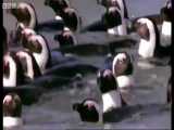 شنا کردن پنگوئن های آفریقایی - African Penguins go for a swim