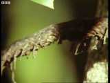 دنیای حیوانات -  زنبورها در حال ساخت خانه ای از موم - Bees building wax nests