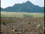طاعون ملخ در آفریقای وحشی - Plagues of Locusts Wild Africa