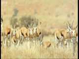دنیای حیوانات - مبارزه غزال ها و یوزپلنگ - Springboks Antelopes vs Cheetahs