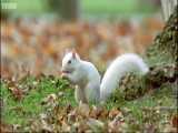 دنیای حیوانات - سنجاب های آلبینو - Albino squirrels in Olney