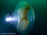 کشف یک حباب عجیب و با ظاهری فرازمینی در عمق 17 متری آب - گجت نیوز