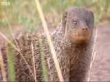 دنیای حیوانات - گروه جنگ مانگوها - Gang Warfare Mongoose Mob