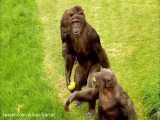 چگونه با شامپانزه صحبت کنیم