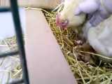 جوجه کشی طبیعی - نگهداری مرغ مادر از جوجه هایش
