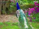 طاووس زیباترین پرنده جهان