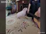 مینی خوک های خیلی بامزه و خنده دار - CUTE MICRO PIG VIDEO