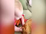 بازی کردن خنده دار نوزادها و گربه ها - Cutest Baby and Cats Playing Video