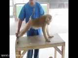 ویدیویی شگفت‌انگیز از تمرین‌های بدن‌سازی یک میمون زیر نظر مربی هندی...