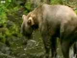 دنیای حیوانات - تمرین توله خرس گریزلی برای ماهیگیری - Grizzly Bear Cubs Fishing