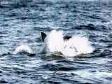 دنیای حیوانات - کوسه سفید یک ماشین قتل عام - The Killing Machine White Shark