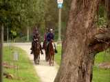 دنیای حیوانات - آموزش اسب های پلیس - Police Horse Training