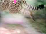 دنیای حیوانات - یوزپلنگ به دندانپزشکی می رود - Cheetah Goes to the Dentist