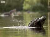 دنیای حیوانات - نمایش تماشایی تمساح برای جفتگیری - Spectacular Alligator Mating