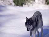 دنیای حیوانات - ردگیری گوزن شمالی توسط گرگ ها - Caribou Spot Wolves