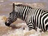 دنیای حیوانات - عبور خطرناک گورخر جوان از رودخانه - Young Zebra