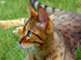 دنیای حیوانات - گربه ها چطور از سبیل های خود استفاده می کنند ؟ Cats Use Whiskers