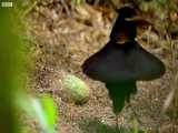 دنیای حیوانات - نمایش زیبای پرنده نر برای جفت یابی - Bird Paradise Appearances