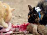 دنیای حیوانات - نیاز گربه ها به گوشت برای زنده ماندن - Cats Need Meat To Survive