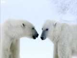 دنیای حیوانات - خرس های قطبی بازی کردن را دوست دارند - Play Like a Polar Bears