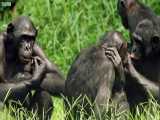دنیای حیوانات - بونوبو میمونی که عاشق می شود - Bonobo Loves Being Tickled