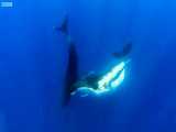 دنیای حیوانات - رقص زیبا نهنگ های کوهان دار - Two Beautiful Humpback Whale Dance