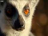 دنیای حیوانات - جذب لِمور ماده توسط رایحه لِمور نر - Lemur Scent Attracts Female