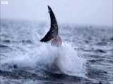 دنیای حیوانات - حمله کوسه سفید غول پیکر - Giant Great White Shark ATTACKS