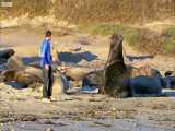دنیای حیوانات - مشاهده مبارزه فیل های دریایی از نزدیک - Elephant Seals Fighting