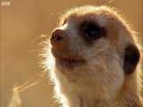 دنیای حیوانات - ترفندهای پرنده درونگو برای میرکت ها - Drongo Bird Trick Meerkats