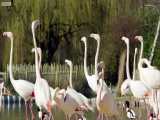 دنیای حیوانات - نمایش حرکت های دیدنی فلامینگوها - Flamingos Display Best Moves