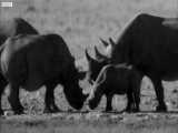 دنیای حیوانات - کارهای عجیب غریب کرگدن ها در شب - Rhinos Do At Night