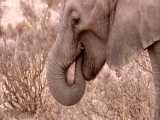 دنیای حیوانات - گرسنگی بچه فیل ها به علت خشکسالی و کمبود غذا - Elephant Calf