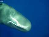 دنیای حیوانات - غواصی در کنار نهنگ نر بالغ - Feeling Sperm Whales Ultrasound