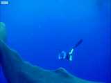 دنیای حیوانات - شنا کردن کنار نهنگ های کوهان دار - Swimming With Humpback Whales