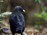 دنیای حیوانات - تکنیک عجیب پرندگان برای زدن مخ ماده ها - Bird Seduction