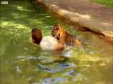 دنیای حیوانات - شنا کردن توله ببرها برای اولین بار - Tiger Cubs Swimming