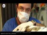 ضرورت رعایت بهداشت در خدمات دندانپزشکی حیوانات