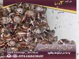 خرید و فروش حلزون طبی اسکارگو در مشهد