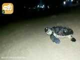 رهاسازی لاک‌پشت پوزه عقابی در ساحل بوشهر، پس از توانمندسازی آن